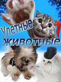 Постер «Улетные животные»